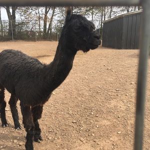 Meet your Posher, Isabel